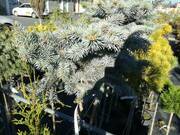  Świerk Szczepiony 'Picea' Srebrny  - zdjęcie duże 2