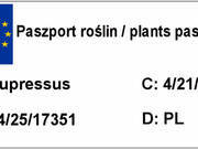  Cyprys Szczepiony 'Cupressus' Tępołuskowy  - zdjęcie duże 1