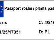  Modrzew 'Larix' Europejski Pendula  - zdjęcie duże 1