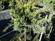  Jałowiec Płożący Szczepiony Na Pniu 'Juniperus' Dream Joy  - zdjęcie duże 2