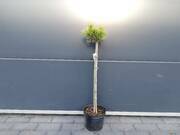  Sosna Szczepiona 50cm. 'Pinus' Ophir  - zdjęcie duże 2