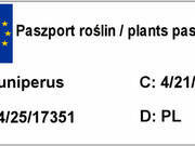  Jałowiec Płożący Szczepiony Na Pniu 'Juniperus' Dream Joy  - zdjęcie duże 1