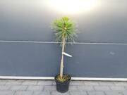  Sosna Szczepiona 50cm. 'Pinus mugo' Benjamin  - zdjęcie duże 2