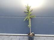  Świerk Szczepiony 'Picea abies' Frohburg 50cm.   - zdjęcie duże 2
