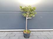  Świerk Szczepiony 'Picea abies' Compacta 50cm.    - zdjęcie duże 2
