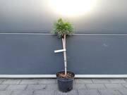  Sosna Szczepiona 50cm. 'Pinus mugo' Varella  - zdjęcie duże 2