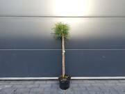  Sosna Szczepiona 50cm. 'Pinus nigra' Globosa  - zdjęcie duże 2