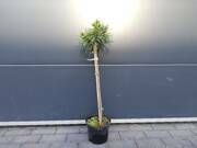  Sosna Szczepiona 50cm. 'pinus sylvestris' Globosa Viridis  - zdjęcie duże 2