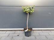 Świerk Szczepiony 'Picea omorika' Aleksander 50cm  - zdjęcie duże 2