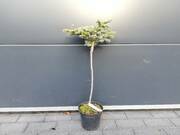  Świerk Szczepiony 'Picea Pung' Tokarz 50cm.  - zdjęcie duże 2