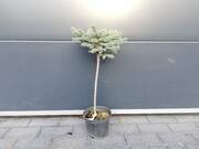  Świerk Szczepiony 'Picea Pung' Glauca Pyramidalis 50cm.   - zdjęcie duże 2