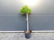  Sosna Szczepiona 50cm. 'Pinus mugo' Krauskopf  - zdjęcie duże 2