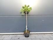  Sosna Szczepiona 50cm. 'Pinus L.' Schmiditi  - zdjęcie duże 2