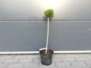  Sosna Szczepiona 50cm. 'Pinus' Mini  - zdjęcie duże 2