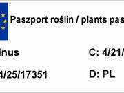  Sosna Szczepiona 50cm. 'Pinus' Drobne Igły - Srebrna  - zdjęcie duże 1