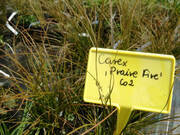  Turzyca Ceglasta 'Carex' Praive Fire  - zdjęcie duże 2