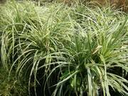  Turzyca  'Carex' Silver Sceptve  - zdjęcie duże 2