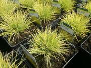  Trawa 'Festuca' Golden Taupee  - zdjęcie duże 2