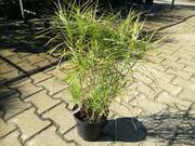  Turzyca 'Carex' Palmowa  - zdjęcie duże 2