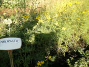  Nachyłek 'Coreopsis'  - zdjęcie duże 2