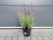  Lawenda 'Lavandula' Angustiflora  - zdjęcie duże 2