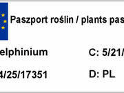  Ostróżka Ogrodowa 'Delphinium' Biała  - zdjęcie duże 1