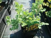   Rutewka Żółta  - zdjęcie duże 2