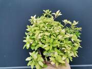   Oregano  'Origanum vulgare' Żólte  - zdjęcie duże 2