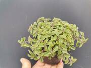   Oregano  'Origanum vulgare'   - zdjęcie duże 2