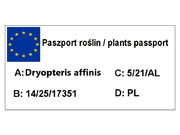   Paproć 'Dryopteris affinis'  Narecznica Mocna  - zdjęcie duże 1