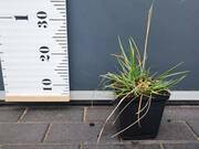  Trawa 'Helictotrichon sempervirens' Owies wiecznie zielony  - zdjęcie duże 2