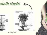  Wiciokrzew 'Lonicera' Aureoreticulata  - zdjęcie duże 3