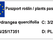 Hortensja Dębolistna 'Hydrangea quercifolia Burgundy czerwona  - zdjęcie duże 1