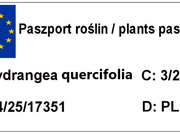  Hortensja Dębolistna 'Hydrangea quercifolia Snow Queen biała  - zdjęcie duże 1