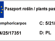  Śnieguliczka 'Symphoricarpos ×doorenbosii' White Hedge  - zdjęcie duże 1