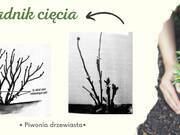  Piwonia Drzewiasta 'Paeonia suffruticosa' Biała  - zdjęcie duże 3