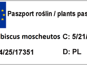  Hibiskus Bagienny 'Hibiscus moscheutos' Kremowy Old yella R  - zdjęcie duże 1