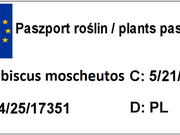  Hibiskus Bagienny 'Hibiscus moscheutos' Kremowy Blush  - zdjęcie duże 1