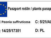  Piwonia Drzewiasta 'Paeonia suffruticosa' Biała  - zdjęcie duże 1