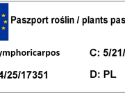  Śnieguliczka 'Symphoricarpos ×doorenbosii' Hancock  - zdjęcie duże 1