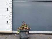  Rudbekia 'Rudbeckia' Maxima  - zdjęcie duże 2