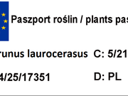  Laurowiśnia wschodnia 'Prunus laurocerasus' Van Nes  - zdjęcie duże 1
