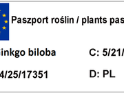  Miłorząb 'Ginkgo biloba' Na Pniu  - zdjęcie duże 1