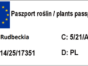  Rudbekia 'Rudbeckia' Maxima  - zdjęcie duże 1