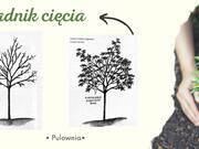  Paulownia tomentosa  - zdjęcie duże 3
