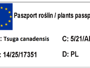  Choinka Kanadyjska 'Tsuga canadensis'  Jeddeloh  - zdjęcie duże 1