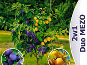  Śliwa Duo Mezo 'Prunus' Ulena - Prezydent  - zdjęcie duże 3