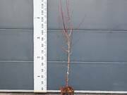  Śliwa Duo Mezo 'Prunus' Ulena - Prezydent  - zdjęcie duże 2