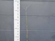  Buk  'Fagus' Szczepiony Na Pniu Rohan Weeping  - zdjęcie duże 2