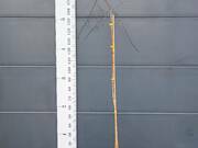  Brzoza Szczepiona Na Pniu 'Betula pendula'  Yongii  - zdjęcie duże 2